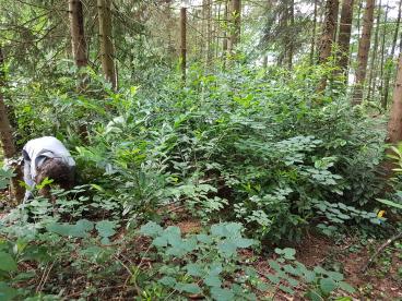 Vor der Bekämpfung…