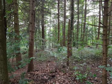 …und nach der Bekämpfung von Kirschlorbeer.