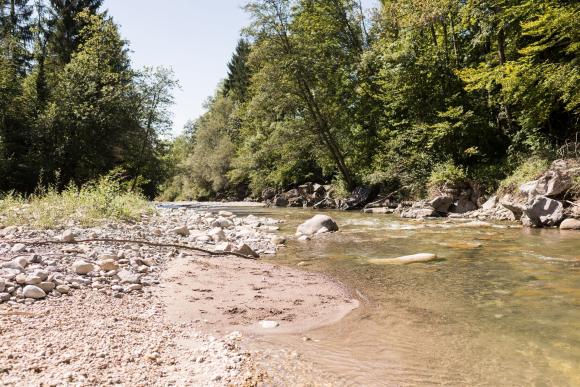 Blick in das Flussbett der Zulg